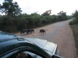 Yala National Park